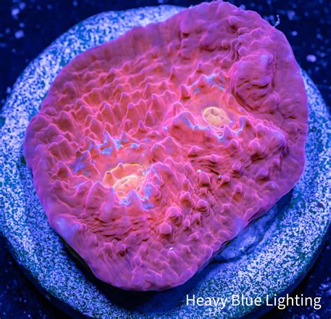 chalice coral for sale|More.